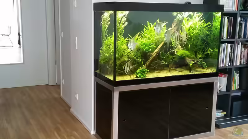 Aquarium Aquarium mit Altums von Bosco (4)