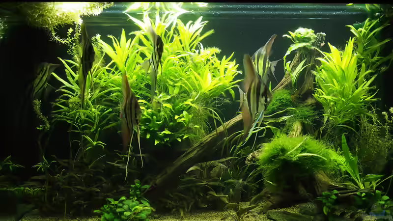 Aquarium Aquarium mit Altums von Bosco (5)