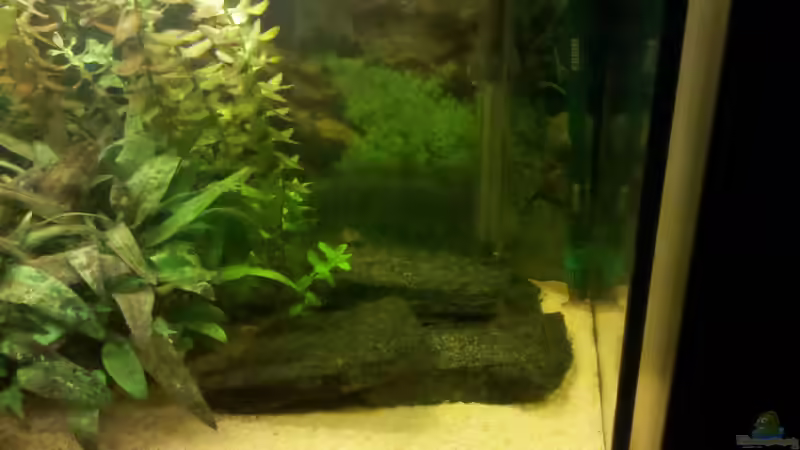 Aquarium Aquarium von De Millo (7)