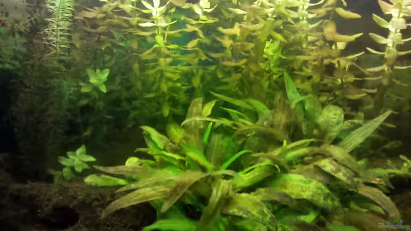 Aquarium Aquarium von De Millo (8)