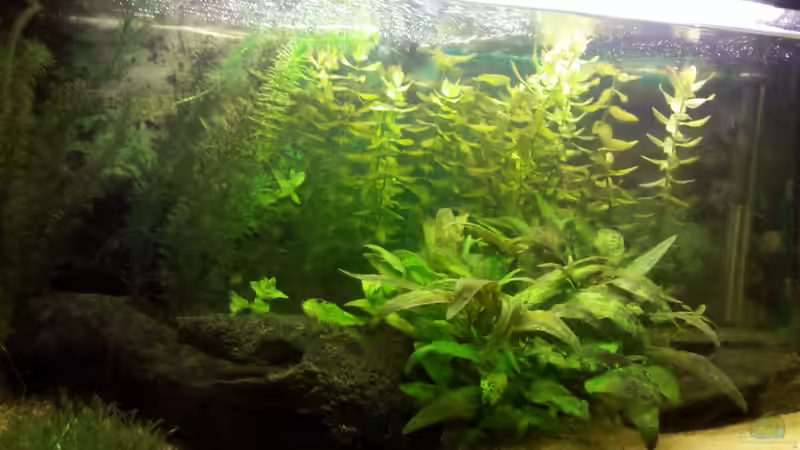 Aquarium Aquarium von De Millo (9)