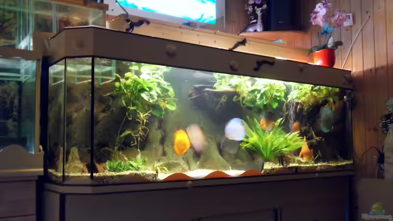 Aquarium Aquariumanlage Diskus &amp; mehr Becken 16219 von Ulrich Sauerhering (11)