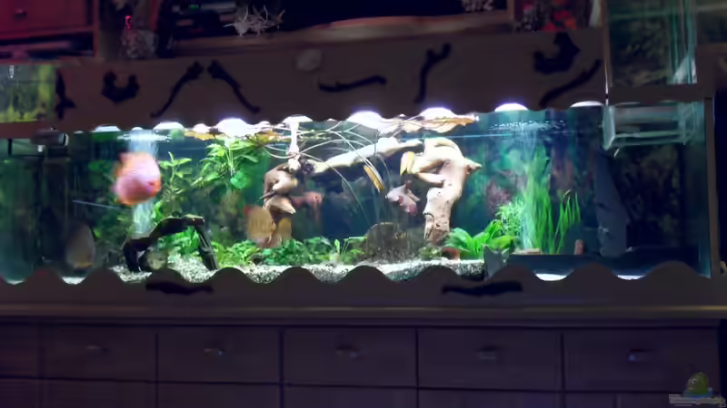 Aquarium Aquariumanlage Diskus &amp; mehr Becken 16219 von Ulrich Sauerhering (12)