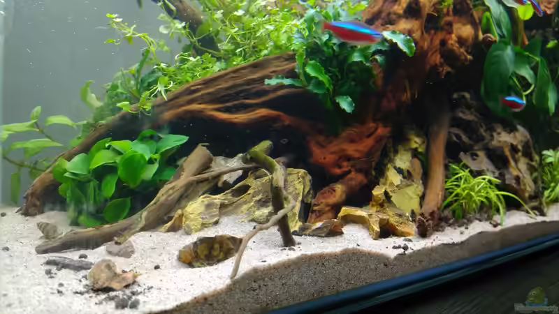 Aquarium Aquascape Jungle Time by Shiro13 von Shiro13 (4)