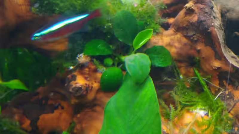 Aquarium Aquascape Jungle Time by Shiro13 von Shiro13 (7)