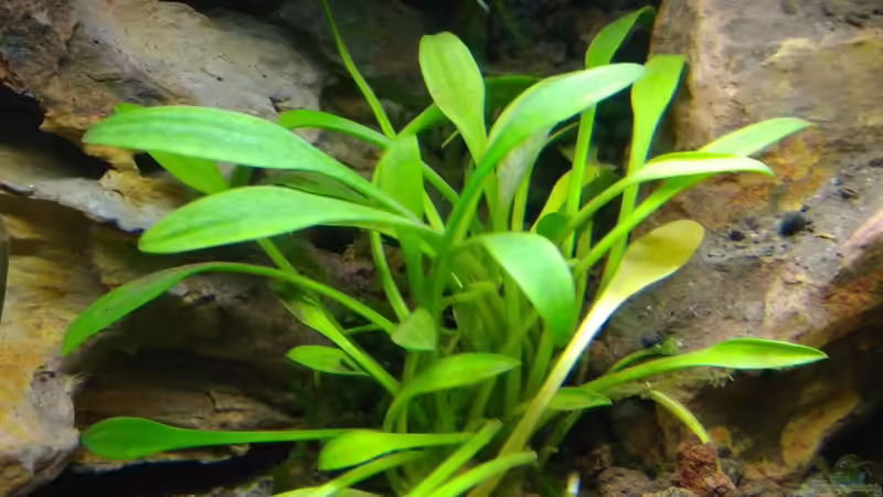 Aquarium Aquascape Jungle Time by Shiro13 von Shiro13 (9)