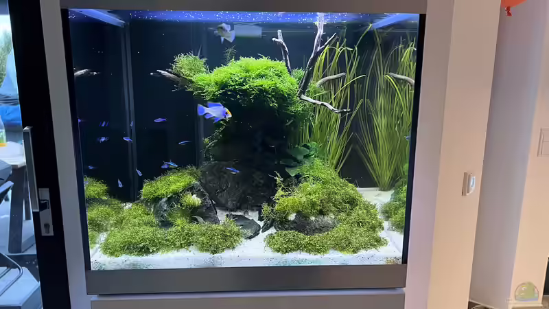 Aquarium Aquascape Mooslandschaft von Dietmar Keßl (10)
