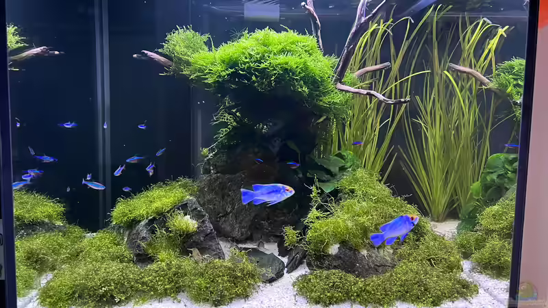 Aquarium Aquascape Mooslandschaft von Dietmar Keßl (11)