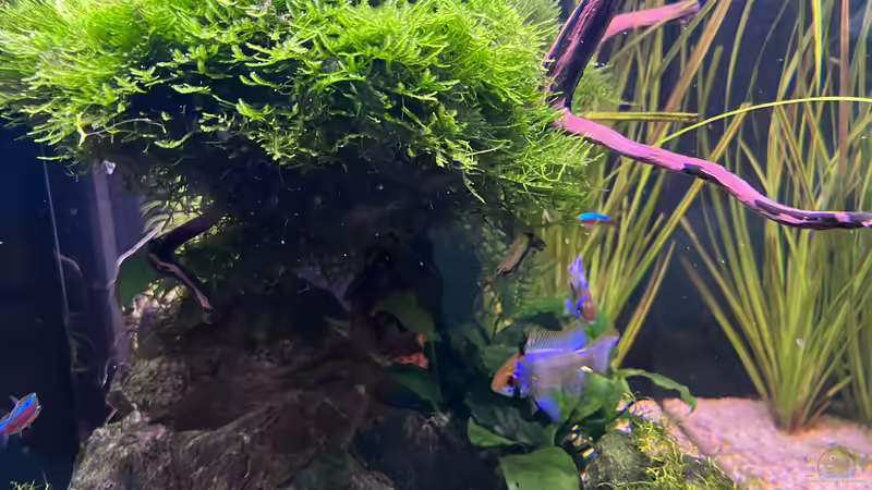 Aquarium Aquascape Mooslandschaft von Dietmar Keßl (2)