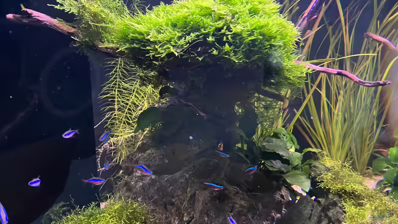 Aquarium Aquascape Mooslandschaft von Dietmar Keßl (3)