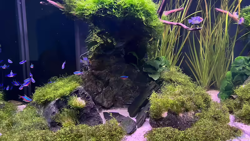 Aquarium Aquascape Mooslandschaft von Dietmar Keßl (4)