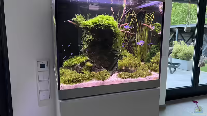 Aquarium Aquascape Mooslandschaft von Dietmar Keßl (6)