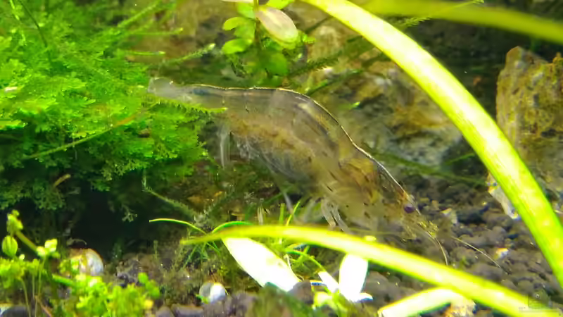 Aquarium Aquascaping - Missglückt nur zur Ansicht von Shiro13 (12)