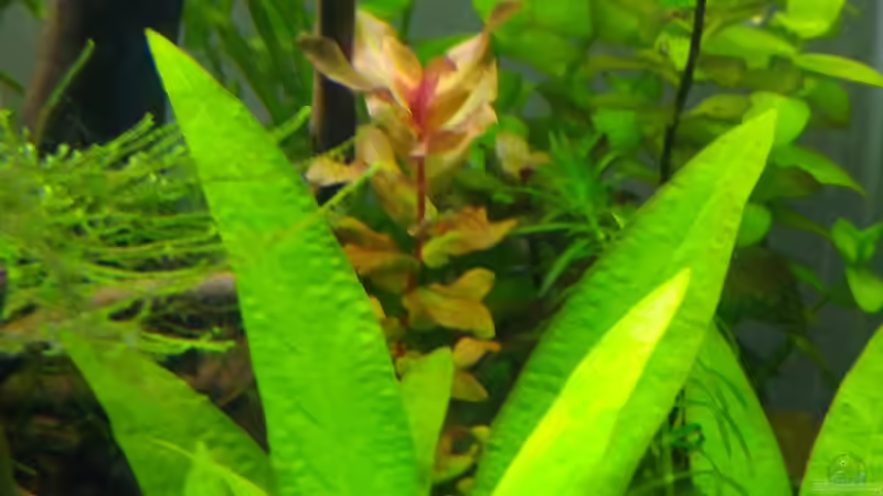 Aquarium Aquascaping - Missglückt nur zur Ansicht von Shiro13 (4)