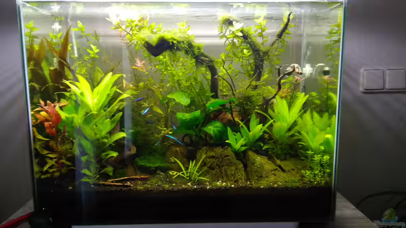 Aquarium Aquascaping - Missglückt nur zur Ansicht von Shiro13 (5)