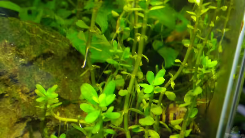 Aquarium Aquascaping - Missglückt nur zur Ansicht von Shiro13 (7)