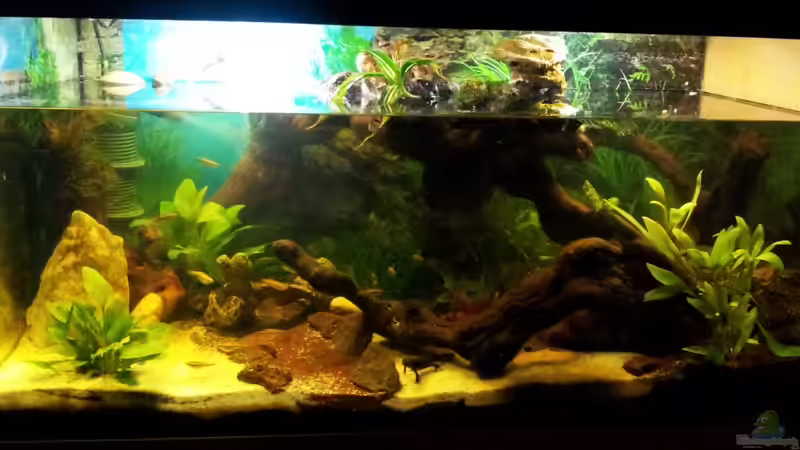Aquarium (Aquaterra) von Wensday (1)