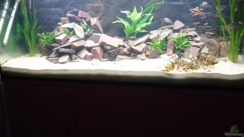 Aquarium Aquestor von Aquestor (2)