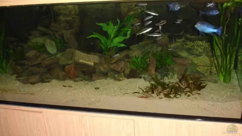 Aquarium Aquestor von Aquestor (3)