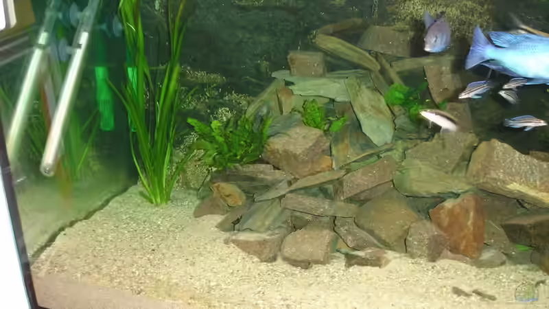 Aquarium Aquestor von Aquestor (4)