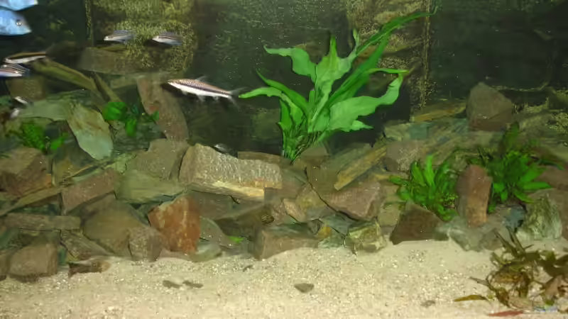 Aquarium Aquestor von Aquestor (5)