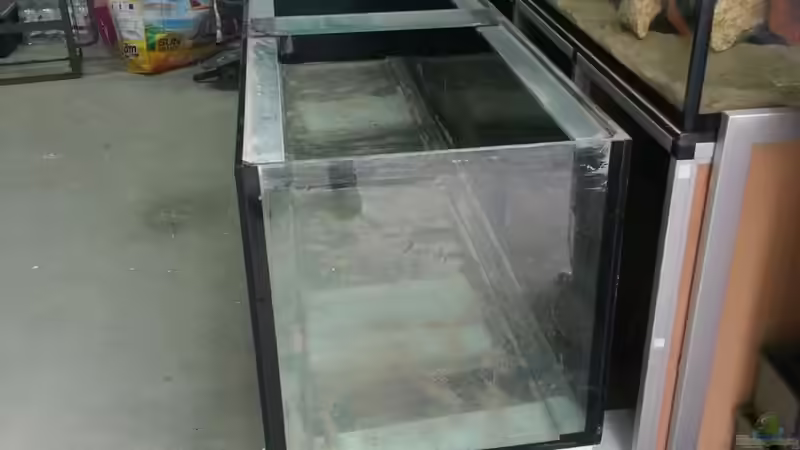 Aquarium Arbeitszimmer - Crytocara moori von Beulenkopftyp (4)