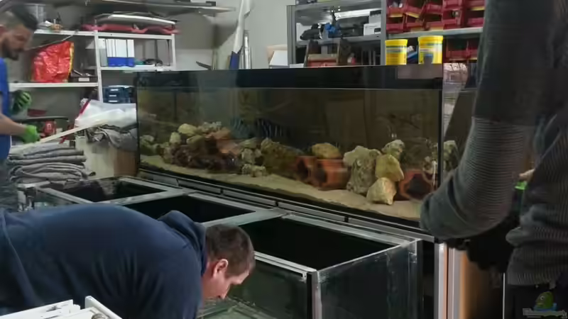 Aquarium Arbeitszimmer - Crytocara moori von Beulenkopftyp (5)