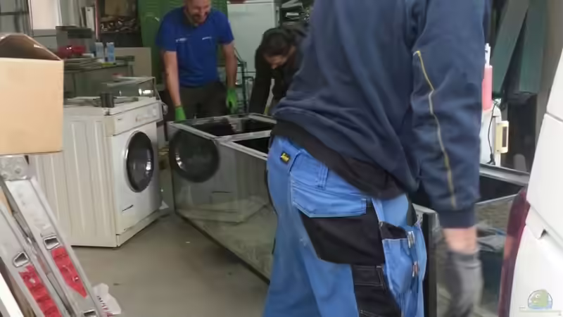 Aquarium Arbeitszimmer - Crytocara moori von Beulenkopftyp (6)