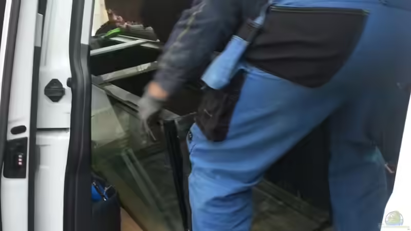 Aquarium Arbeitszimmer - Crytocara moori von Beulenkopftyp (7)