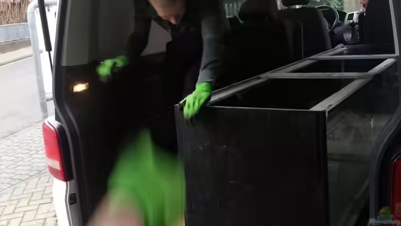 Aquarium Arbeitszimmer - Crytocara moori von Beulenkopftyp (9)