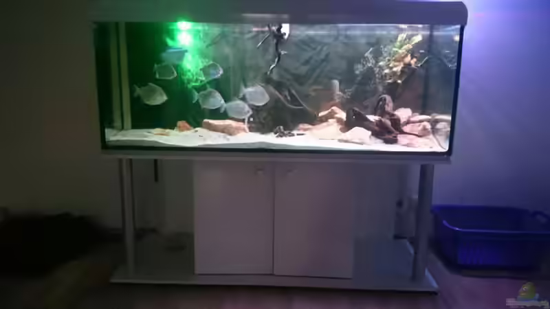 Aquarium Arowana von Phillip Militzer (2)