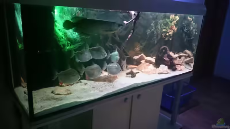 Aquarium Arowana von Phillip Militzer (3)