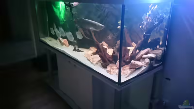 Aquarium Arowana von Phillip Militzer (5)