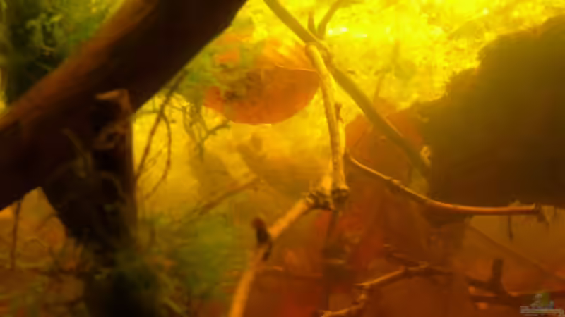 Aquarium Artbecken für Betta tussyae von Mario (3)