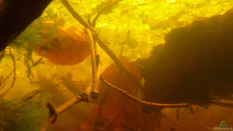 Aquarium Artbecken für Betta tussyae von Mario (4)