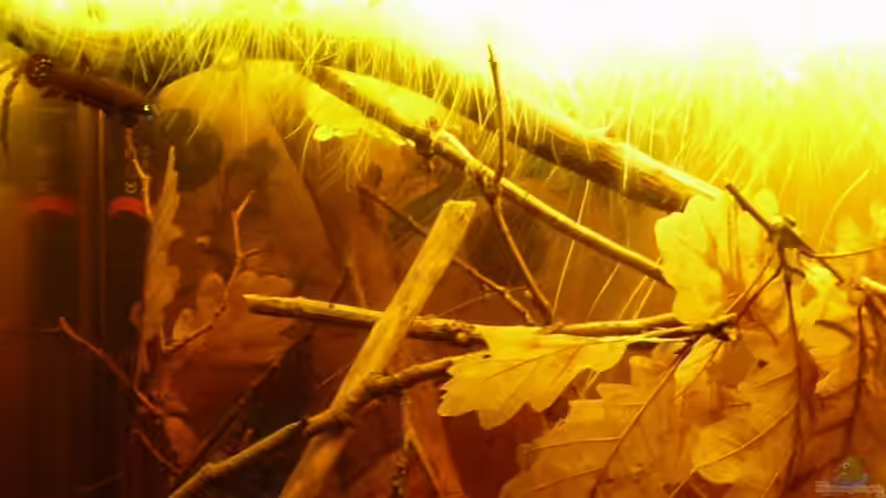 Aquarium Artbecken für Betta tussyae von Mario (5)