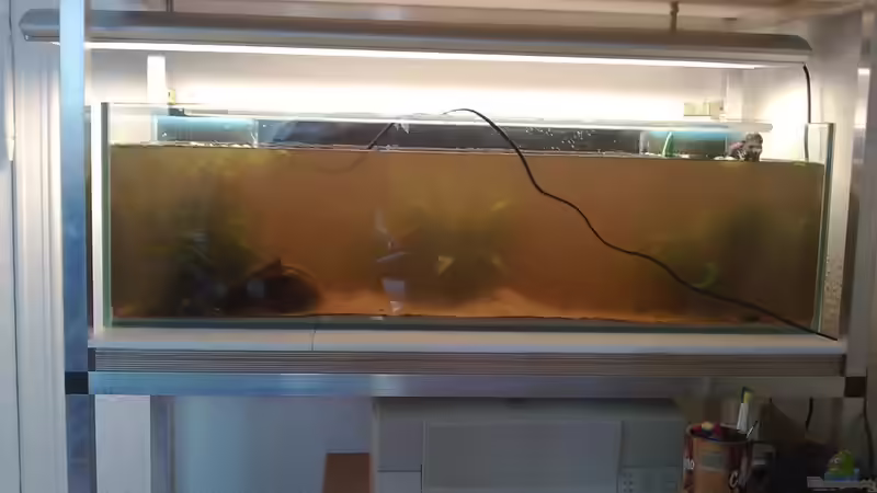 Aquarium Artenbecken Betta Macrostoma von Heiko Bischof (4)