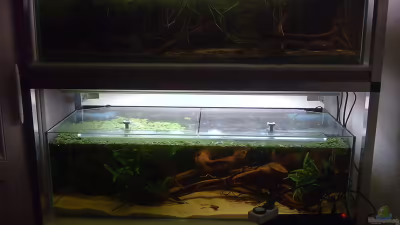 Aquarium Artenbecken Betta Macrostoma von Heiko Bischof (8)