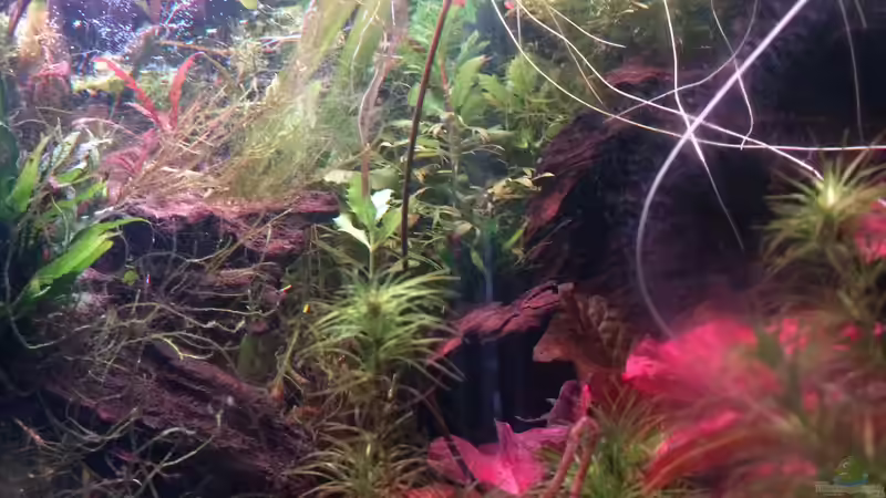 Aquarium Artenbecken Channa Bleheri von Harald Kästner (2)