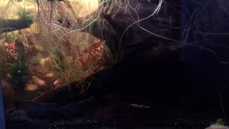 Aquarium Artenbecken Channa Bleheri von Harald Kästner (3)