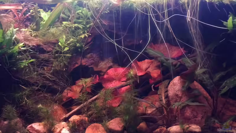 Aquarium Artenbecken Channa Bleheri von Harald Kästner (4)