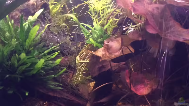 Aquarium Artenbecken Channa Bleheri von Harald Kästner (7)