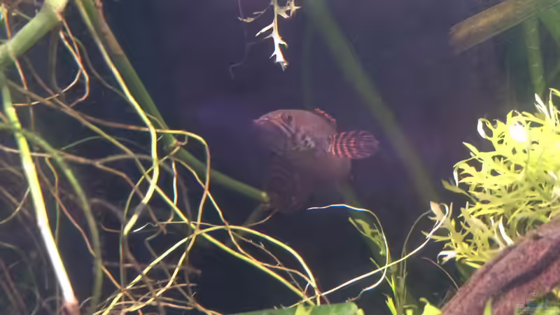 Aquarium Artenbecken Channa Bleheri von Harald Kästner (8)