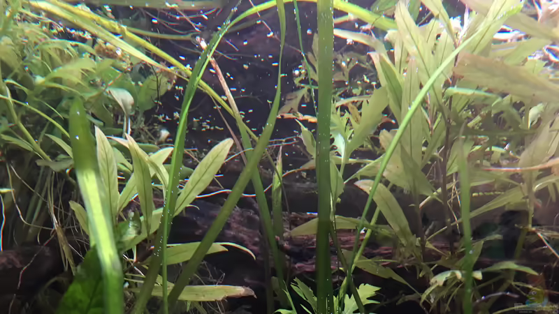 Aquarium Artenbecken für Channa spec. &quot;Red Fin&quot; von Harald Kästner (12)