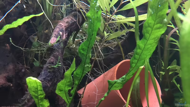 Aquarium Artenbecken für Channa spec. &quot;Red Fin&quot; von Harald Kästner (13)