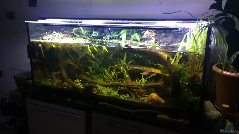 Aquarium Artenbecken für Channa spec. &quot;Red Fin&quot; von Harald Kästner (7)