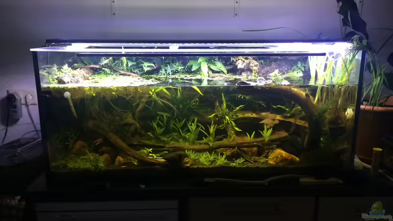 Aquarium Artenbecken für Channa spec. &quot;Red Fin&quot; von Harald Kästner (8)