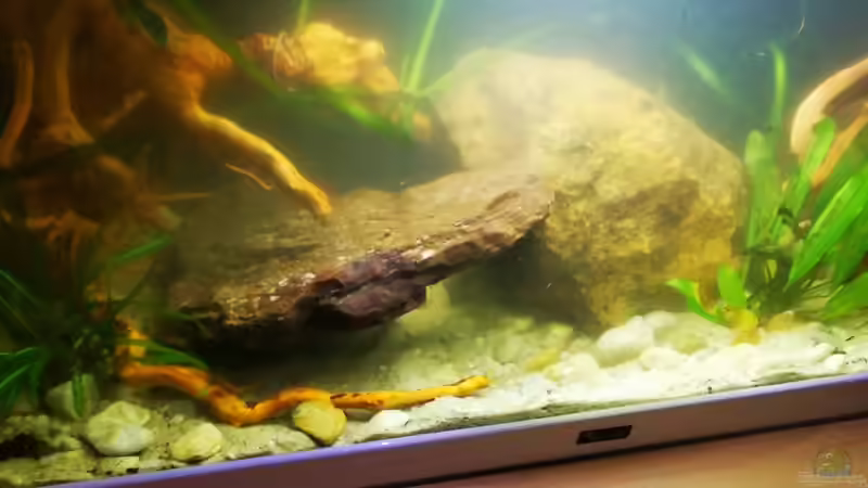 Aquarium Arterhaltungs Aquarium von Thomas Michel (3)