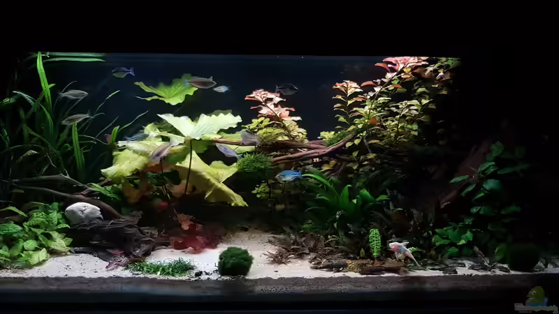 Aquarium Aru&#039;s Place von River Creator (7)
