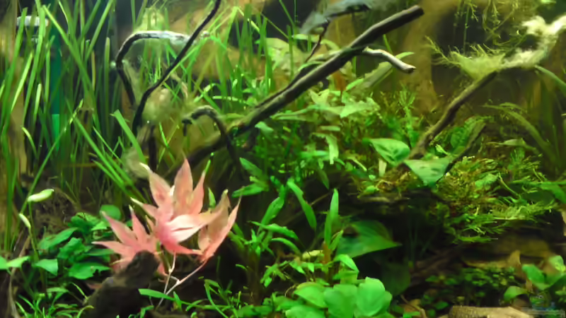 Aquarium Asia 180 von bluestime (13)